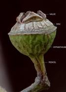  Capsule
